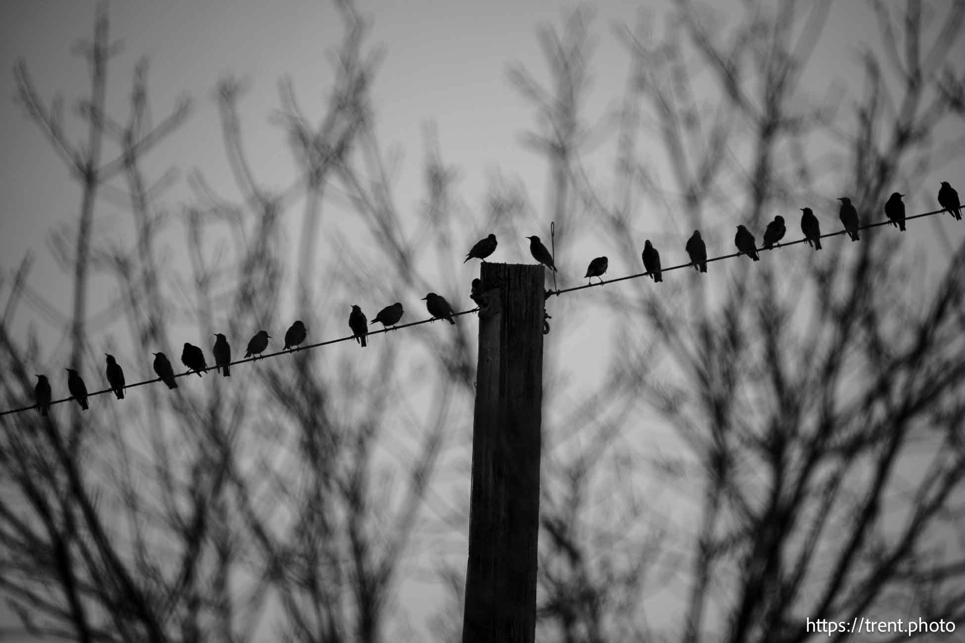 birds on wire, on Wednesday, Dec. 11, 2024.