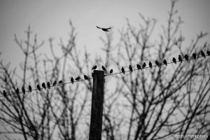 birds on wire, on Wednesday, Dec. 11, 2024.