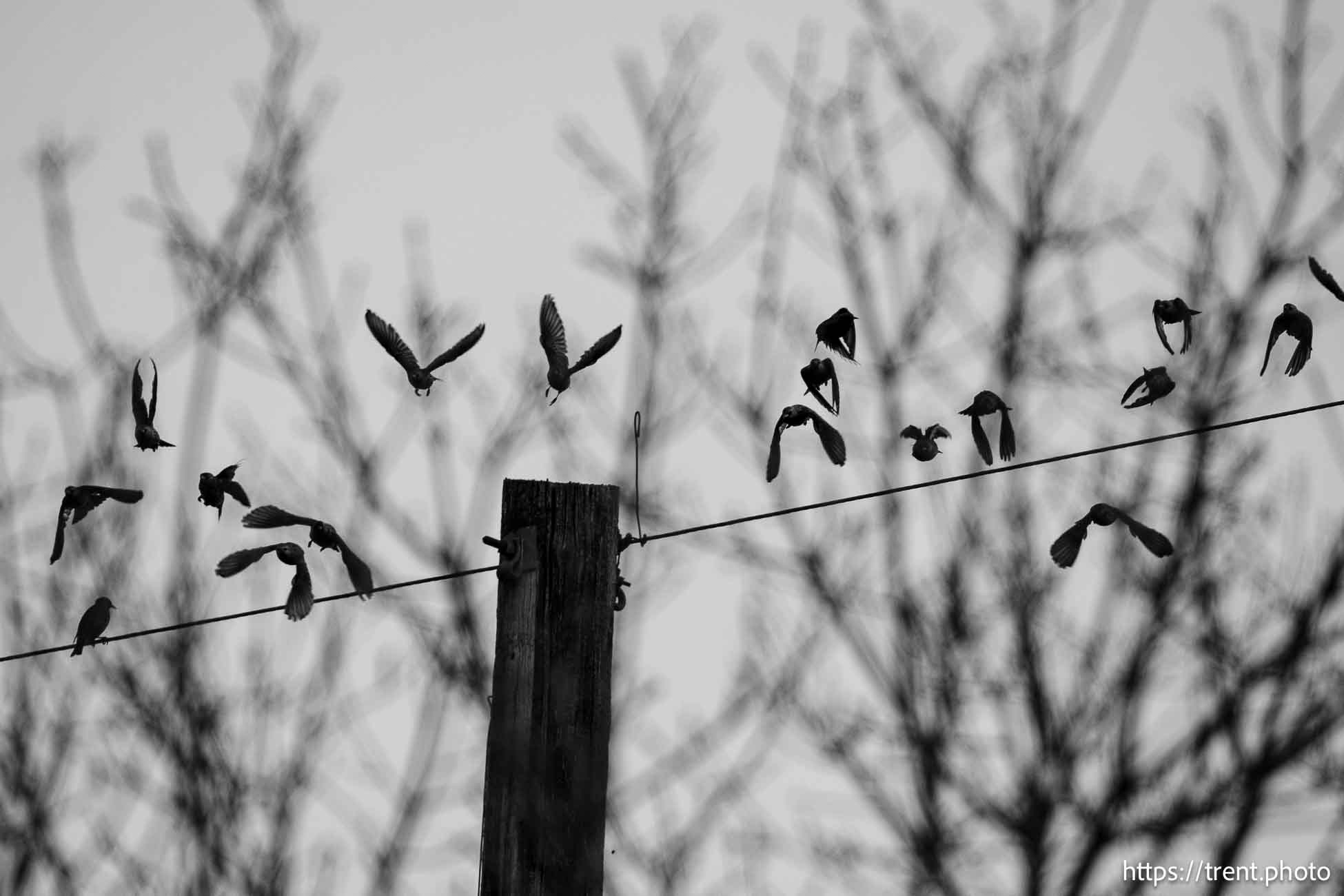 birds on wire, on Wednesday, Dec. 11, 2024.