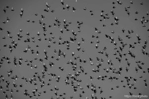 birds, on Thursday, Jan. 2, 2025.