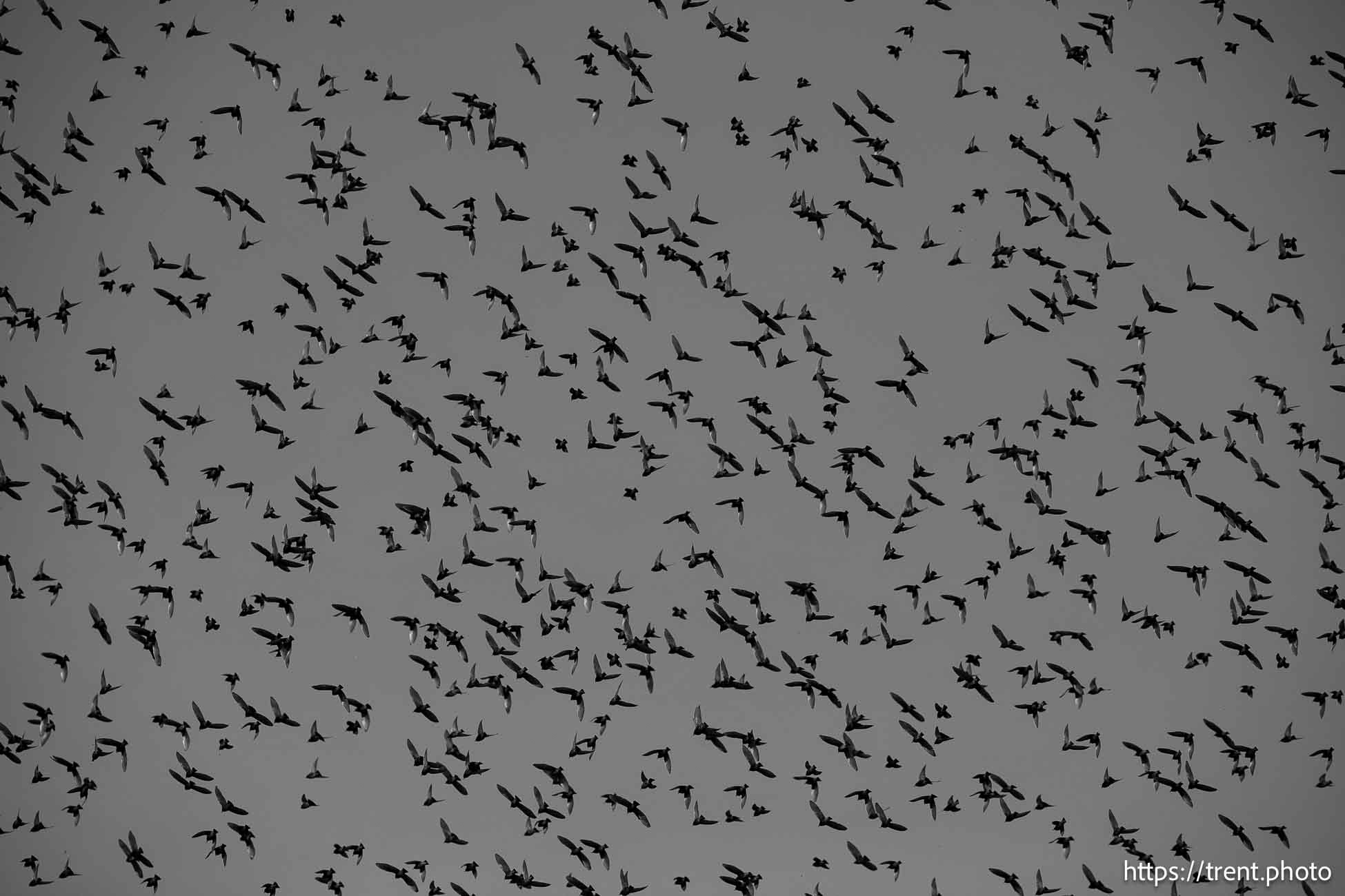 birds, on Thursday, Jan. 2, 2025.