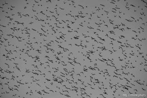 birds, on Thursday, Jan. 2, 2025.