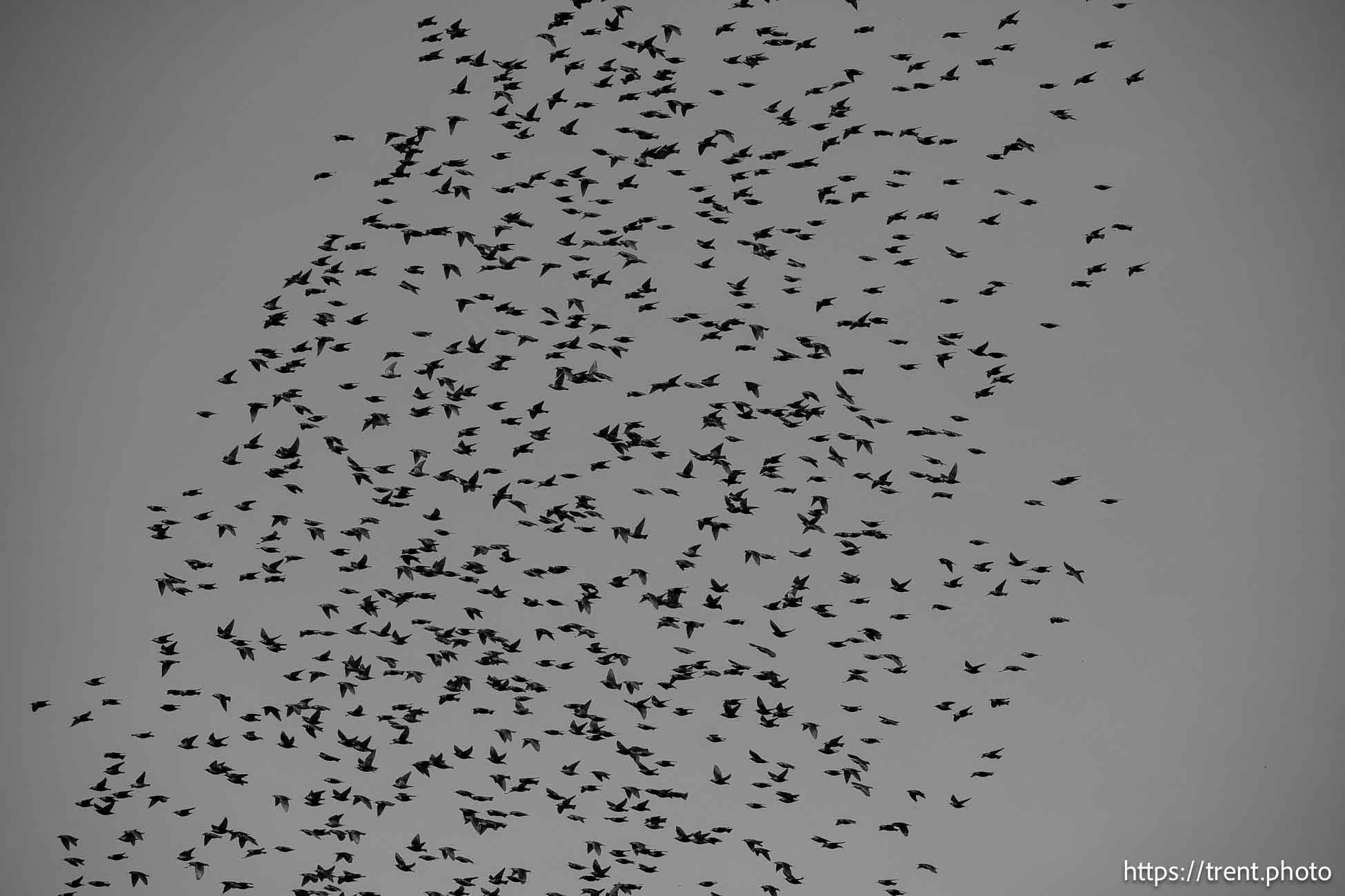 birds, on Thursday, Jan. 2, 2025.