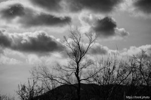 tree and clouds, on Thursday, Jan. 2, 2025.