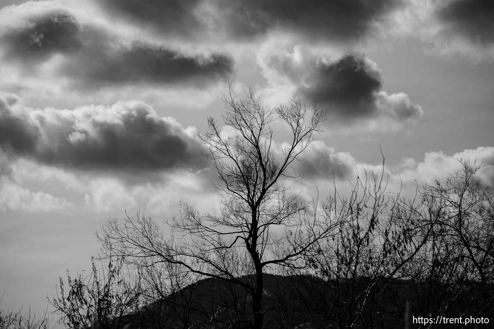 tree and clouds, on Thursday, Jan. 2, 2025.