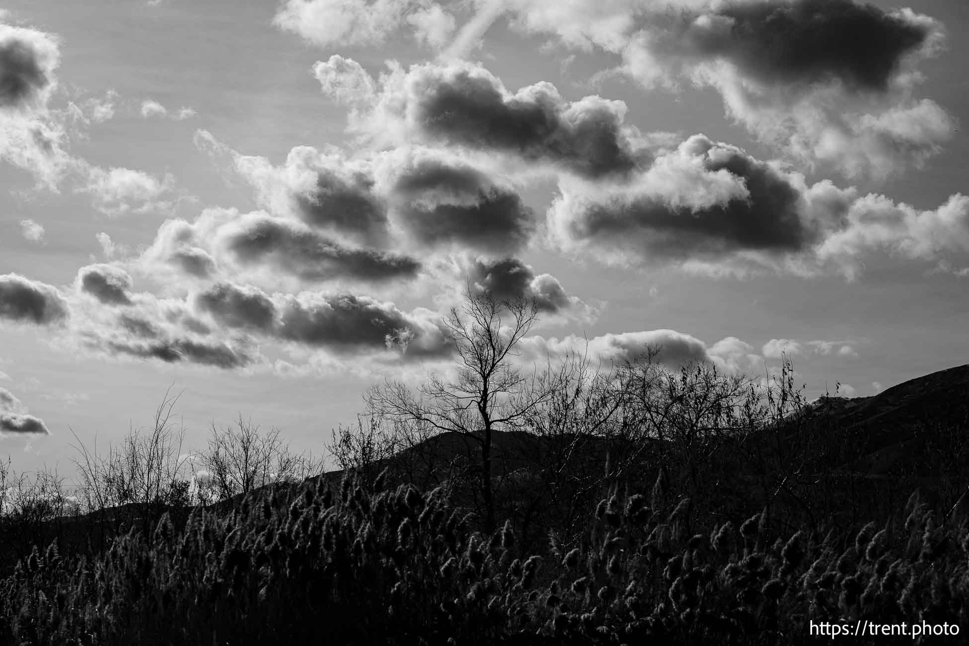 tree and clouds, on Thursday, Jan. 2, 2025.