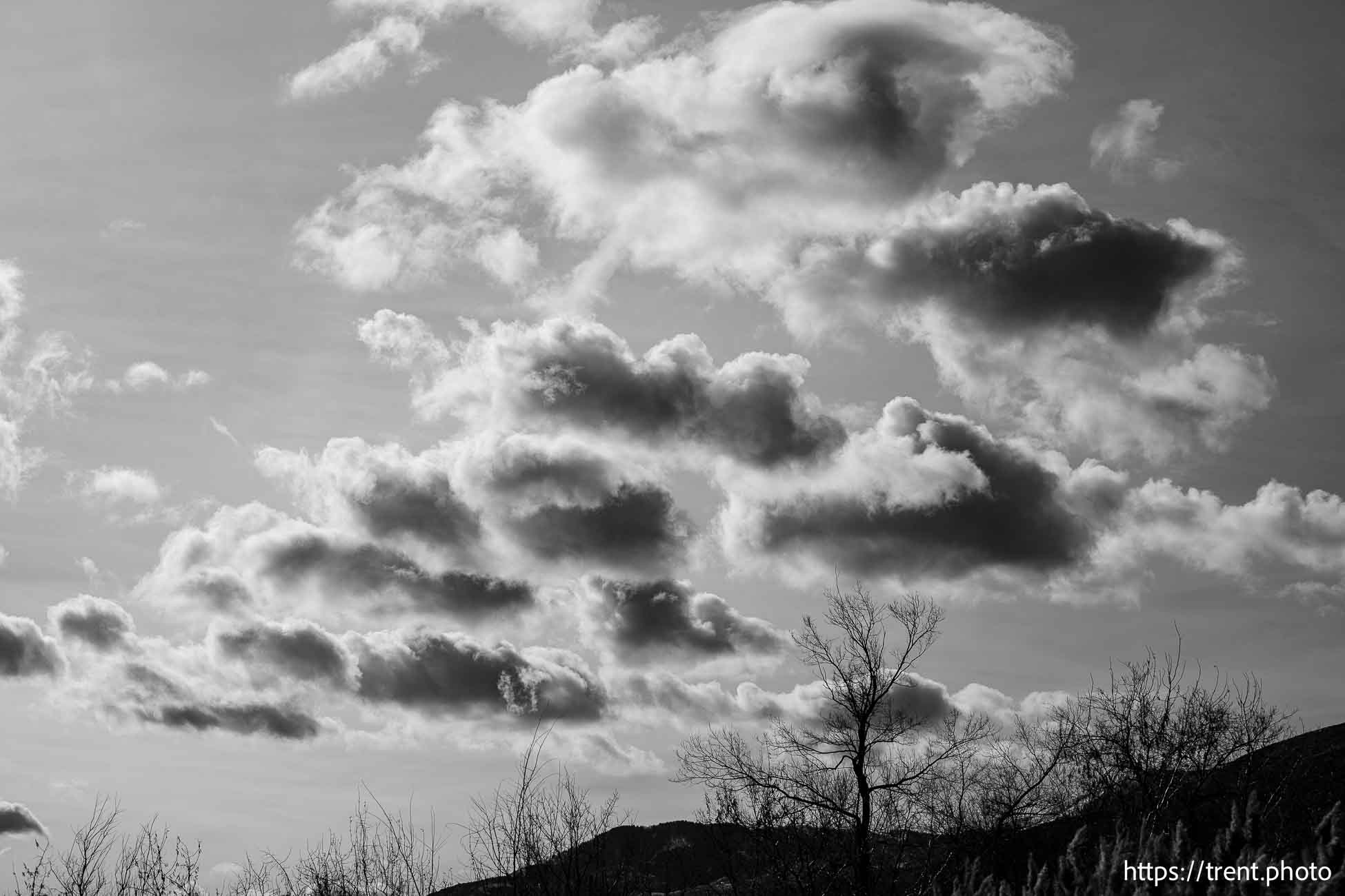 tree and clouds, on Thursday, Jan. 2, 2025.