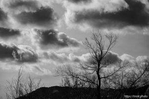 tree and clouds, on Thursday, Jan. 2, 2025.