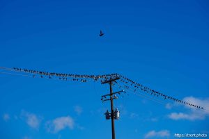 birds on a wire, Thursday January 9, 2025.