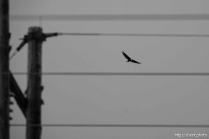 Bald eagle, Tooele on Sunday, Jan. 12, 2025.