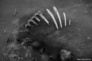 dead in the ice, desert drive on Sunday, Feb. 23, 2025.