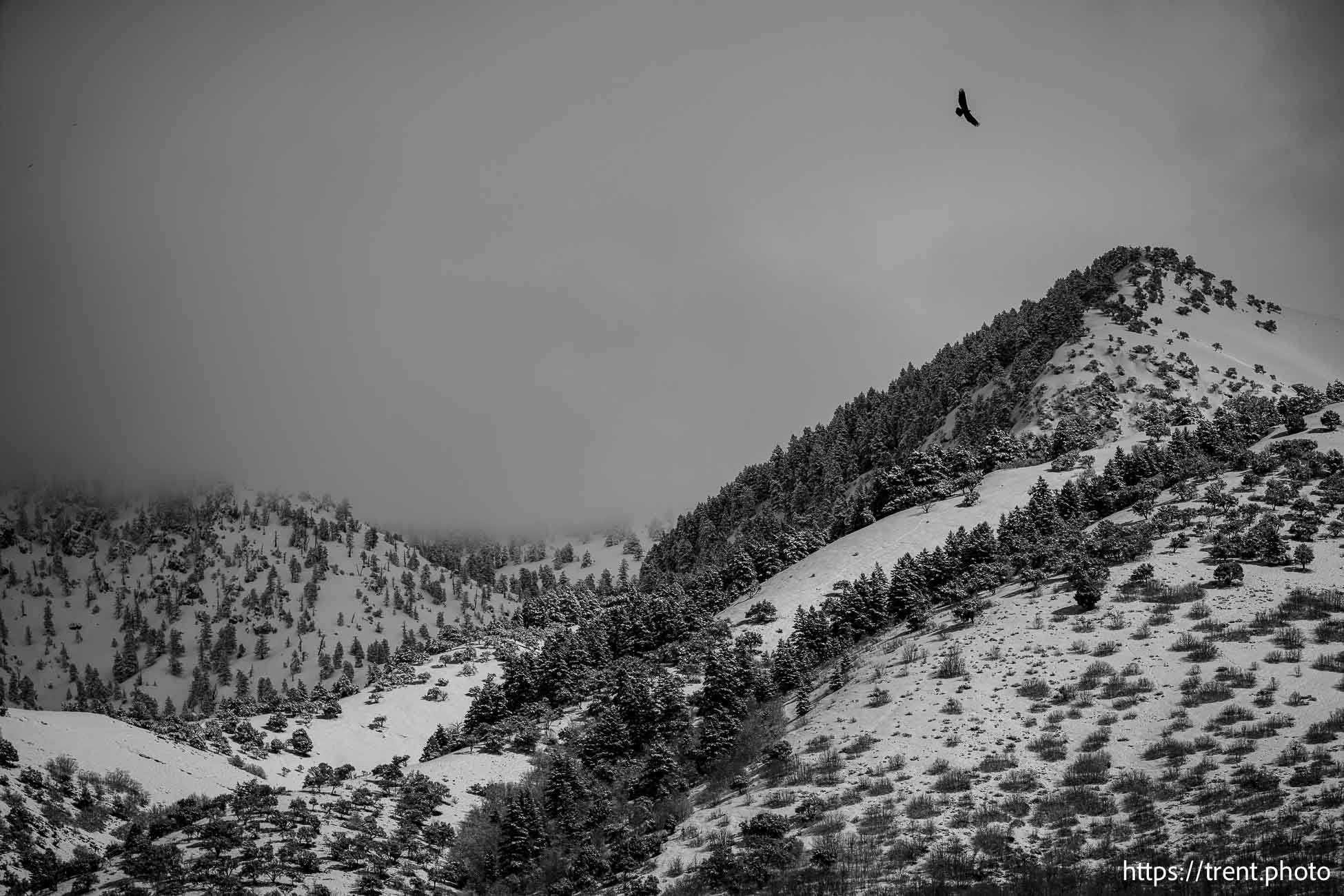 (Trent Nelson  |  The Salt Lake Tribune) The Bonneville Shoreline Trail at Hyde Park Canyon on Friday, March 7, 2025.