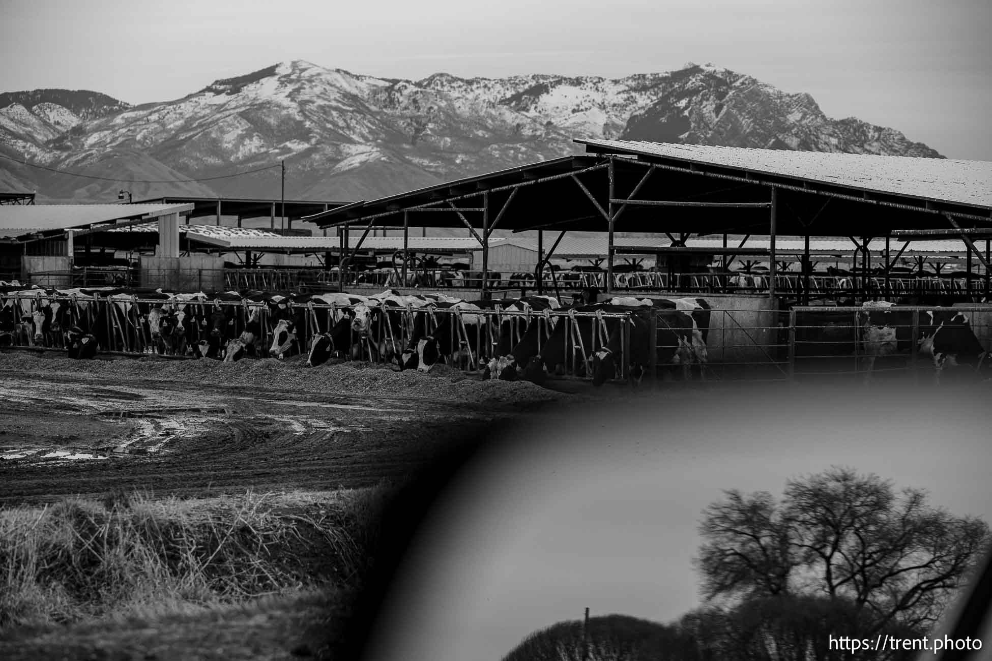 Dairy