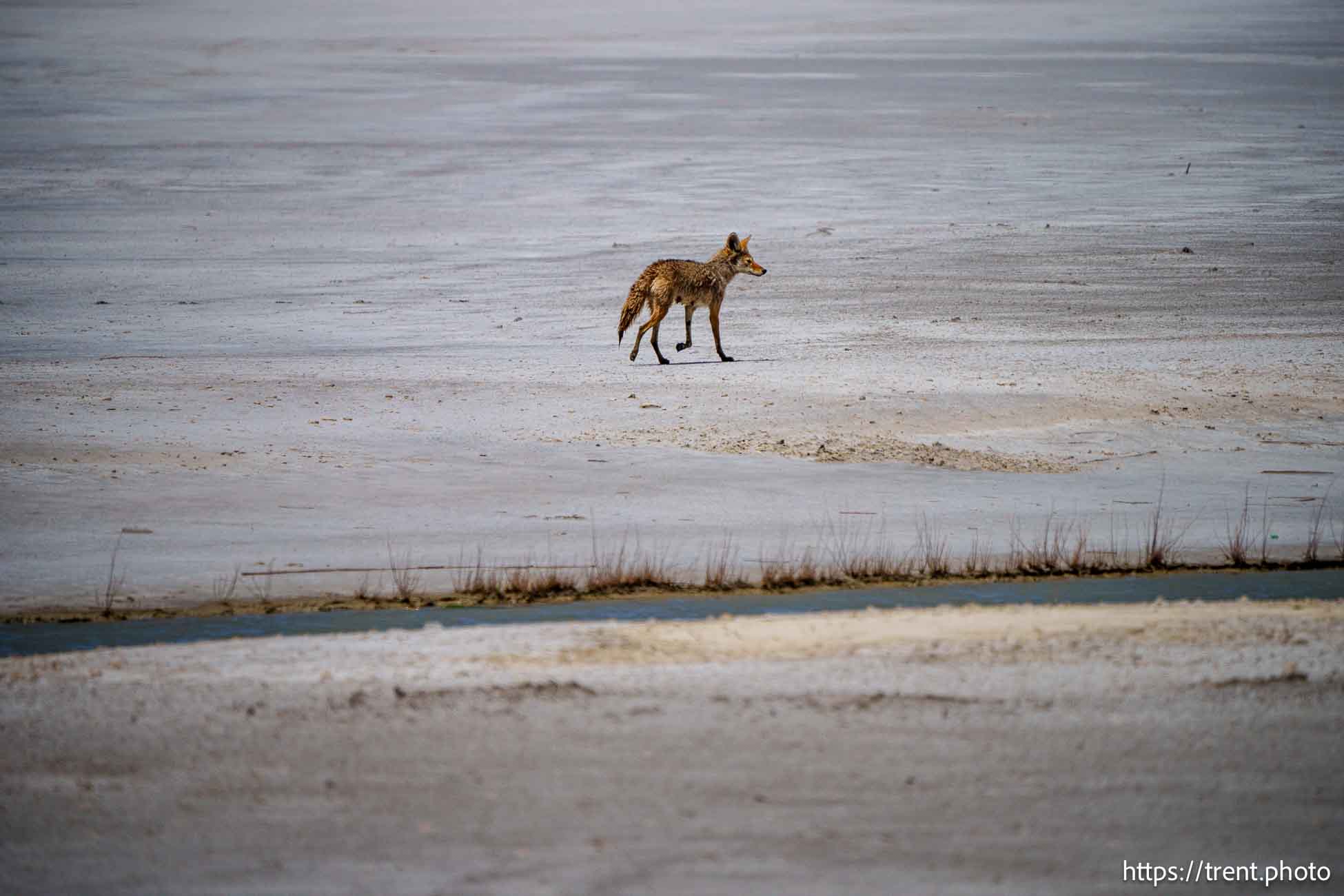 Fox 97 Coyote 80