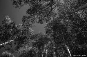 Aspens in Fairview Canyon on Tuesday, Aug. 12, 2025.
