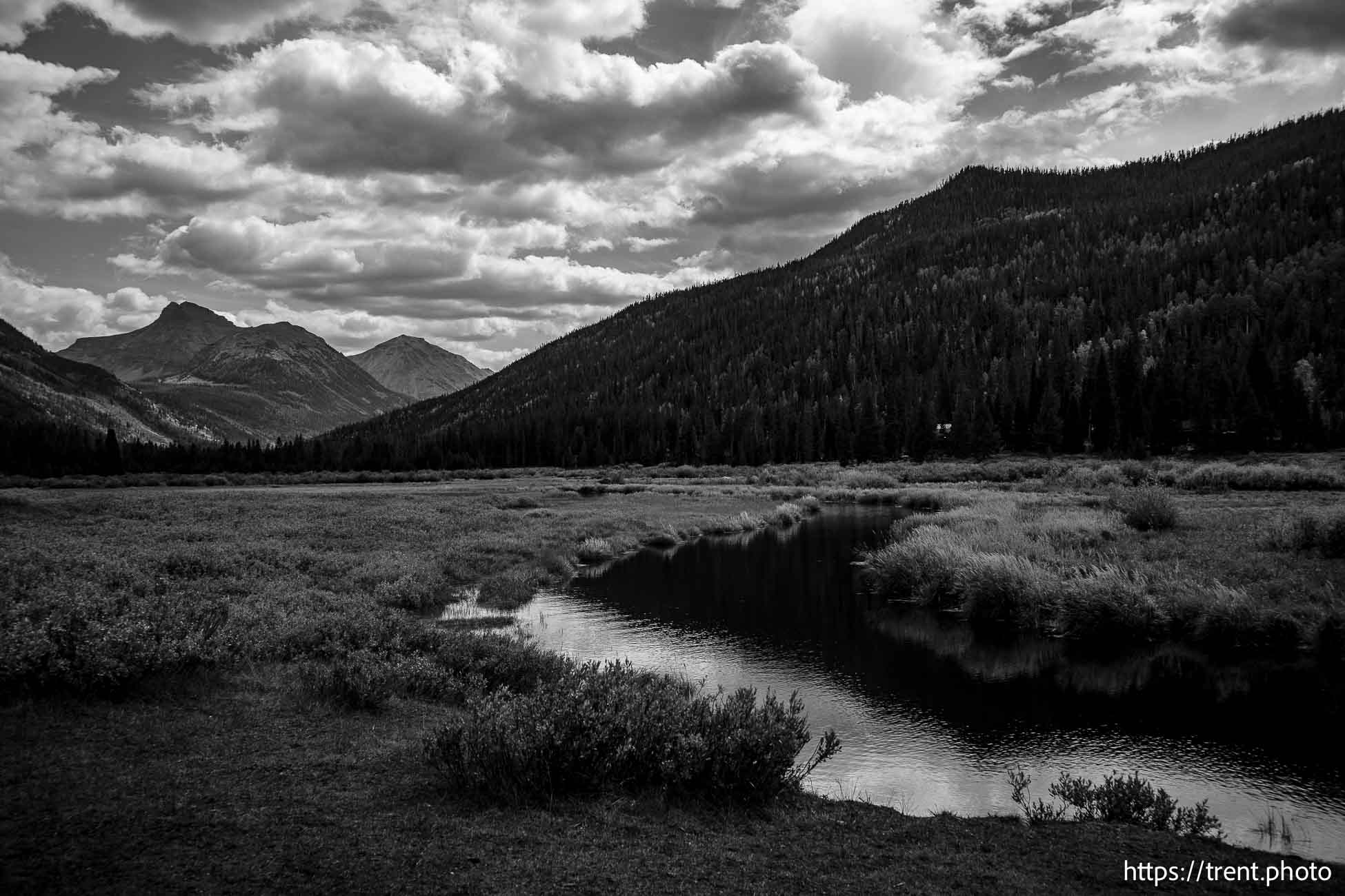 Christmas Meadows