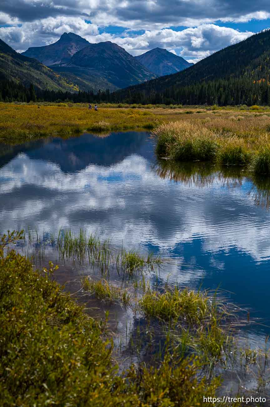 Christmas Meadows
