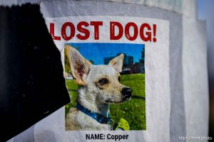 Lost dog, Copper, in Salt Lake City on Tuesday, Nov. 18, 2025.